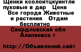 Щенки ксолоитцкуинтли пуховые в дар › Цена ­ 1 - Все города Животные и растения » Отдам бесплатно   . Свердловская обл.,Алапаевск г.